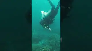 Scuba Diving in the Crystal Waters of Cham Island, Hoi An #gadttravel #travel #viralvideo