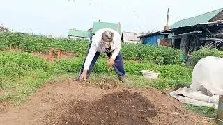 Пересадил черемшу.Готовлюсь к старости..Чтоб потом все было под рукой!