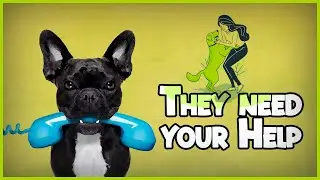 12 Weird Dog Behaviors and What They Mean - Encyclopedia About Animals