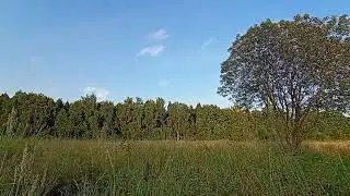 На поляне в середине августа
