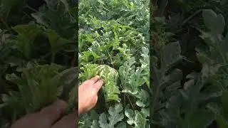кавуни на крапельному зрошуванні