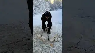 Как колятся берёзовые дрова на льду водоёма ?)