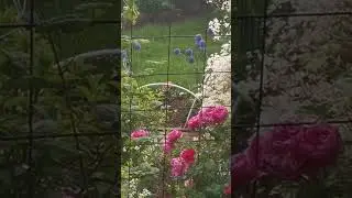 #shorts Что у вас там дождь то идёт или не идёт?