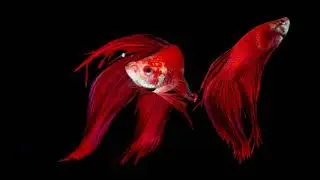 Les plus belles photos de poissons #1 du monde