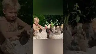Кормим курочек прямо из рук ☺️ 