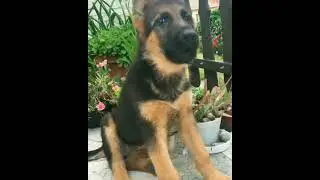 German shepherd barking status