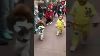 Милый пудель, как маленький человечик