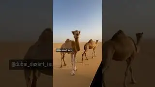 Join us for an amazing desert safari experience with professional photo shoot...#short #funny