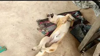 so lovely my love #dog #animals #doglover #cute #pets #love