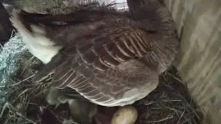 2023 6 23 Гусыня вывела гусят