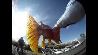 Big Browns on The Big Horn