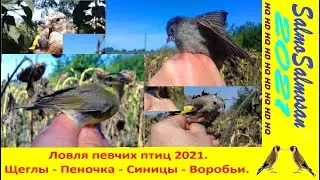 Ловля певчих птиц 2021. Щеглы - Пеночка - Синицы - Воробьи.
