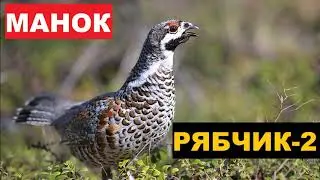 🔊ГОЛОС (МАНОК) РЯБЧИК 2