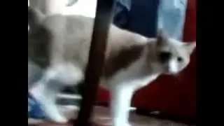 Gatto pazzo 4