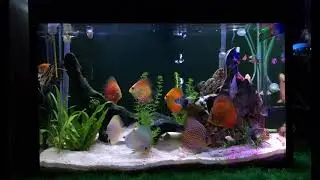 Tank Aquascape Discus
