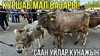 СААН УЙЛАР КУНАЖЫН БУКА ЭРКЕК УРГААЧЫ ТОРПОК БААЛАРЫ 🤯 #байтв