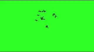 Green screen effects birds 