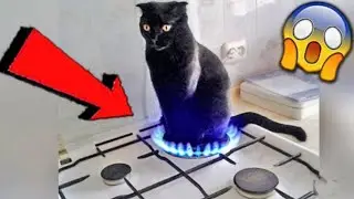 самая смешная подборка приколов | funny animals