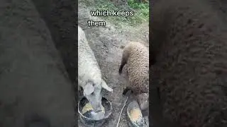 What’s a Mangalitsa pig? 