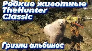 TheHunter Classic. Мир вечной охоты. Гризли альбинос. Карта Timbergold Trails