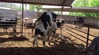 çifleşme dana yıkıldı