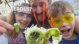 Exploding Cucumbers - A Veg that's DANGEROUS to Grow? - 