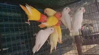 Bunch of Beauty