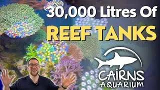 Keeping HUUUGE Reef Tanks in Public Aquariums