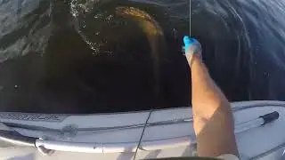 Сом на квок 33 кг.Волгоградское водохранилище. незабываемый трофей.