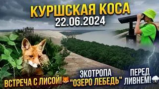 Куршская коса. 22.06.2024. Встреча с лисой и экологическая тропа "Озеро Лебедь" перед ливнем