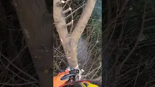 conifer topping