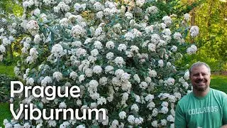 Viburnum x pragense - Prague Viburnum