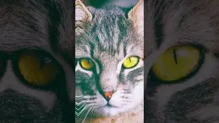 Метеор и Вербовейная|Эдит|Коты воители.