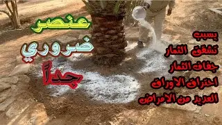 النقص الحاد للعنصر ده يدمر موسم الاثمار || لا تغفل عن التسميد بعنصر الكالسيوم