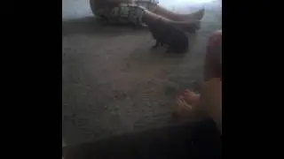 Знакомтесь с котенком Дюком