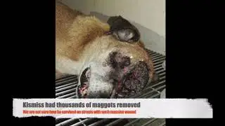 Street dogs eye eaten by maggots