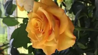 Мария Разумова - 