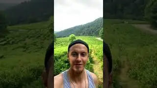 Не далеко от Сочи есть чайная плантация с слонами