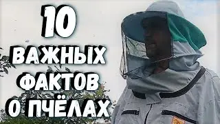 10 Important Facts About Bees