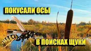 Осенний выход за щукой, изучал новые места.