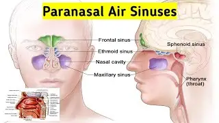 Anatomy of Paranasal Air Sinuses.....Types,Location, Development,Importance, Clinical correlation👃👀🍃
