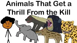 Animals That Get a Thrill From the Kill
