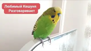 Нарезки✔️ Попугай Волнистый Говорит ✔️Попугай Кеша✔️