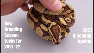 1st Lock on day 1 of the new 2021-22 Ball Python Breeding Season + 2021 Hatchling Updates