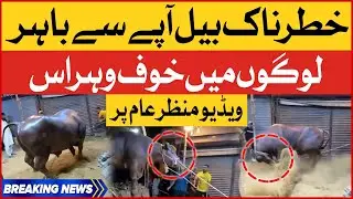 khatarnak Bail Apay Sa Bahir | logon Ma Khof o Hiras Phail Gaya | Video Manzar Aam pr | Breaking New