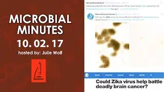 Oral microbiome stability and gut microbiome connection to MS - Microbial Minutes