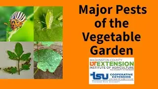 Major Pests of the Vegetable Garden