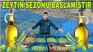 ZEYTİN SEZONUNU AÇTIK~MİS KOKULU ZEYTİN YAĞLARI ÇIKMAYA BAŞLAYACAK