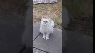 Очень странный кот