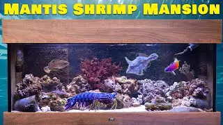 Mantis Shrimp Mansion: Bruce's Epic Tank Upgrade! 🏰🦐